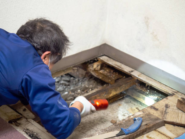 Best Home Mold Removal  in Mission, OR