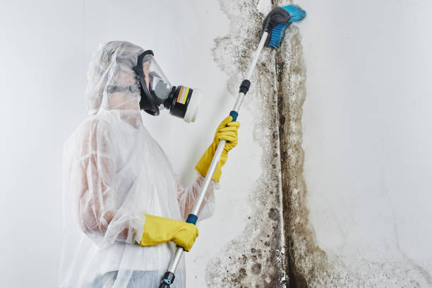 Best Mold Cleaning Services  in Mission, OR