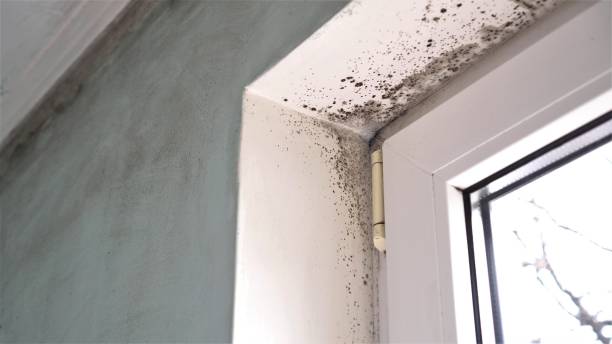 Home Mold Removal in Mission, OR