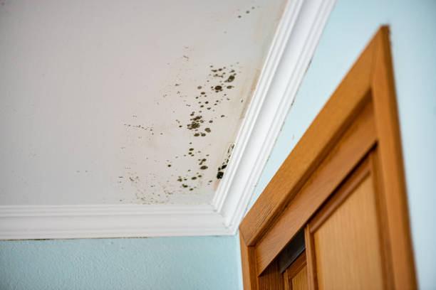 Best Best Mold Removal Companies  in Mission, OR