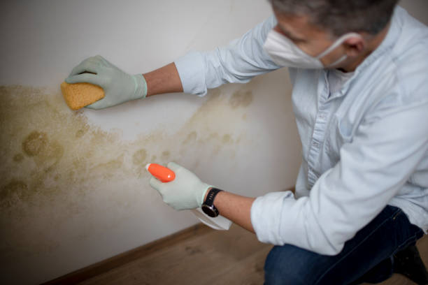 Best Fast Mold Removal  in Mission, OR