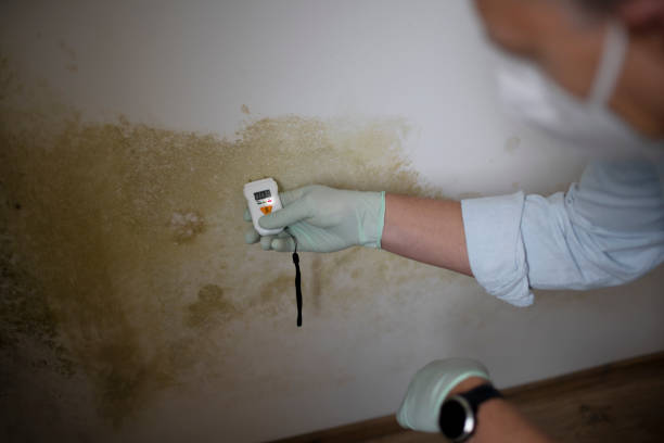 Best Local Mold Removal Service  in Mission, OR