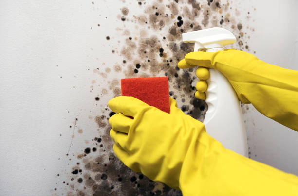 Best Mold Remediation  in Mission, OR