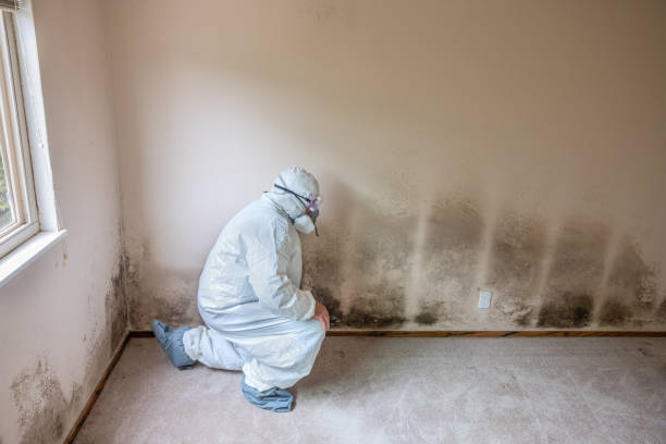 Best Fast Mold Removal  in Mission, OR