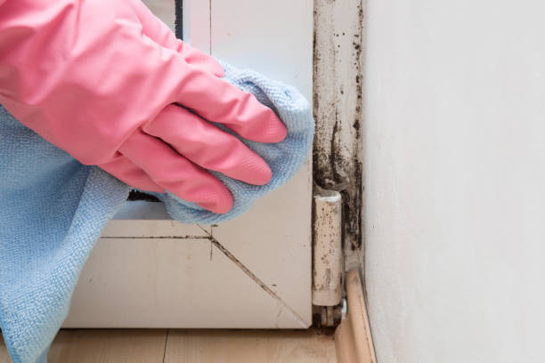Best Commercial Mold Removal  in Mission, OR