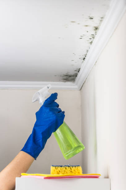 Best Mold Damage Repair  in Mission, OR