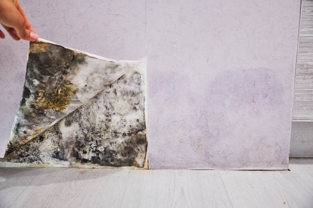 Best Mold Removal Company Near Me  in Mission, OR